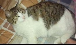 娱乐吃瓜猫咪,揭秘猫咪吃瓜背后的趣味世界